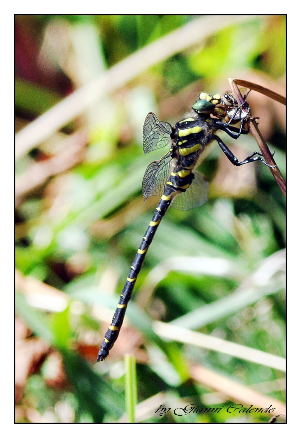 Cordulegaster bidentata??? no, boltonii